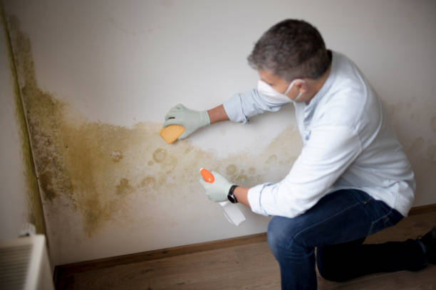 Mold Removal for HVAC Installations in Avenel, NJ