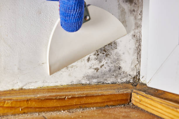 Best Mold Removal for HVAC Installations  in Avenel, NJ